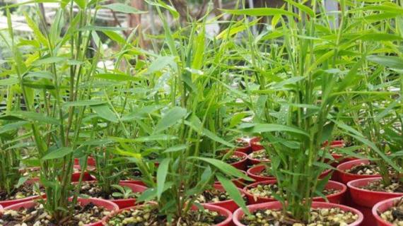 米竹和姬翠竹有什么区别 米竹和姬翠竹有什么区别吗