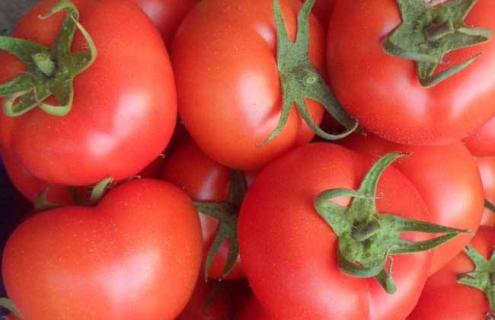 西红柿钾肥过量的表现是什么 西红柿钾肥过量造成什么后果
