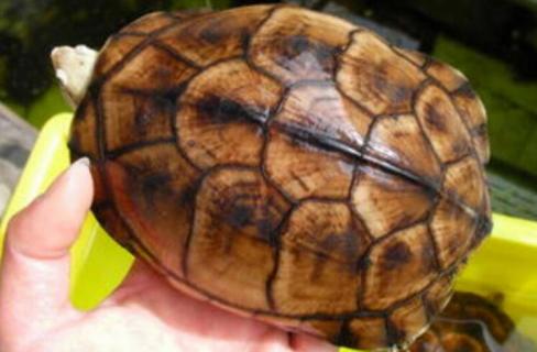 黄喉龟寿命 黄喉龟寿命一般多少年