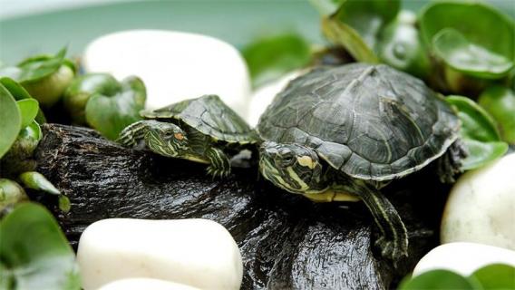 新买的龟要静养多久 新买的龟要静养多久可以喂食