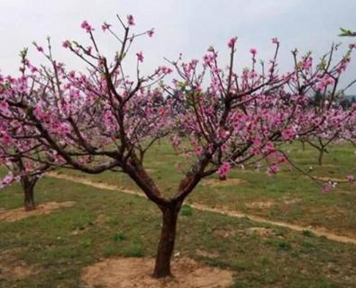 春季桃树打什么药预防虫害 春季桃树打什么药预防虫害呢