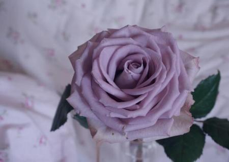 淡紫色玫瑰叫什么名字（淡紫色玫瑰叫什么名字好听）