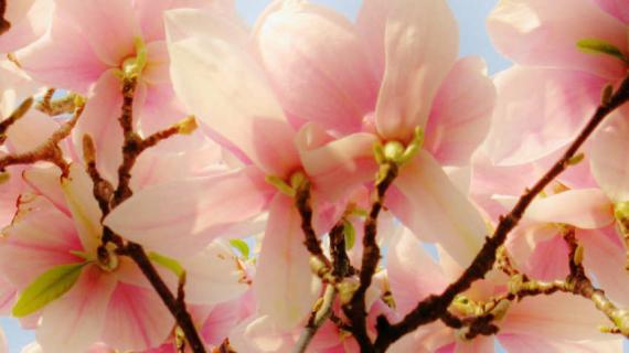 木兰花花语有什么经典语录和传说 木兰花的花语