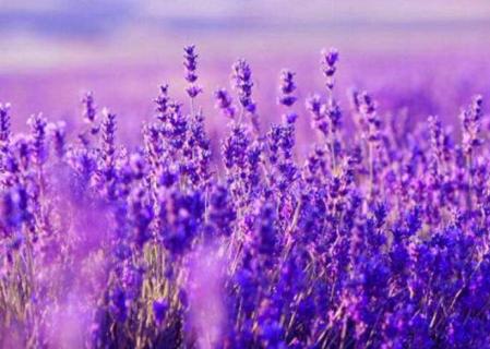 开紫色的小花的草（开紫色的小花的草图片大全）