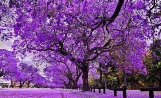 春天开紫色花的树是什么 春天开紫色花的树是什么花