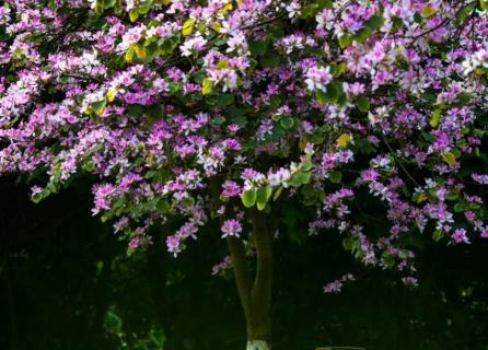 紫荆花的花语和寓意 紫荆花的花语和寓意以及图片