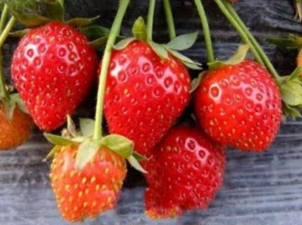 草莓苗能活多久 草莓苗可以存活多久