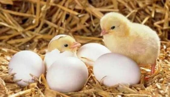 孵化小鸡要不要喷水（孵化机孵小鸡需要喷水吗?）