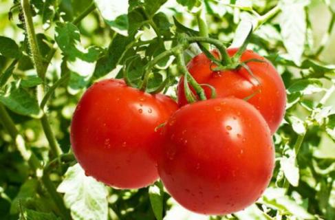 西红柿什么季节成熟 西红柿什么季节成熟吃最好