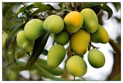 吃剩的芒果核种植方法 吃剩的芒果核种植方法视频