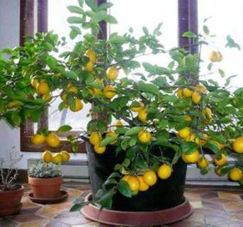 香水柠檬盆栽种植方法 香水柠檬盆栽种植方法和时间