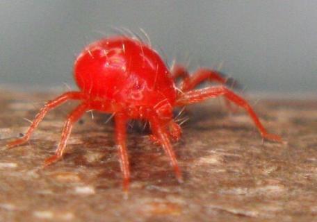 红色的小蜘蛛有没有毒 红色的小蜘蛛有毒吗是什么蜘蛛啊