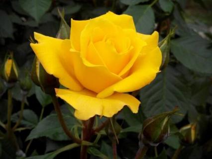黄玫瑰花语的准确意思 黄玫瑰花语是什么意思它的含义是什么