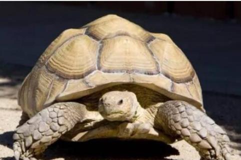 苏卡塔尔陆龟怎么养 苏卡塔尔陆龟过冬方法