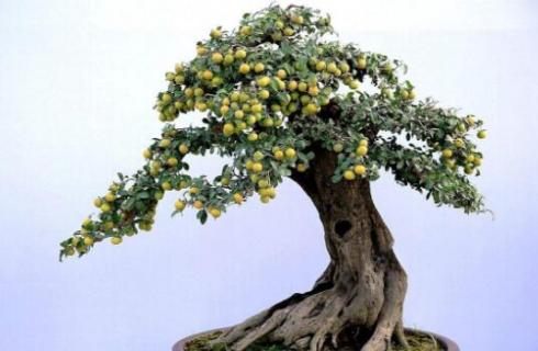 金蛋子树是什么树（金蛋子树是什么树的种子）