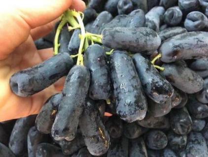蓝宝石葡萄苗怎么种植 蓝宝石葡萄苗种植技术