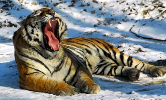 华南虎和东北虎的区别有哪些 华南虎和东北虎的区别有哪些动物