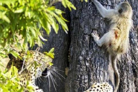 什么是非洲花豹 什么是非洲花豹品种