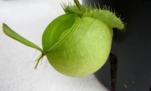 什么是苹果猪笼草 什么是苹果猪笼草系列