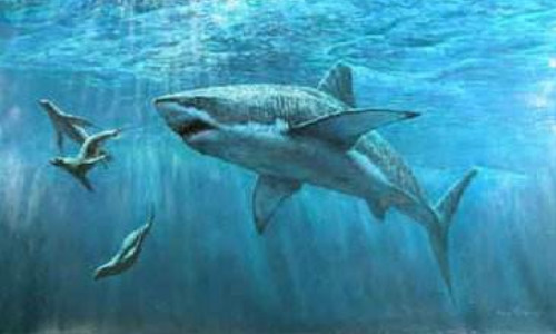 什么是大白鲨 什么是大白鲨三