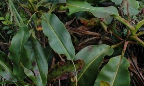 什么是马来王猪笼草 什么是马来王猪笼草植物