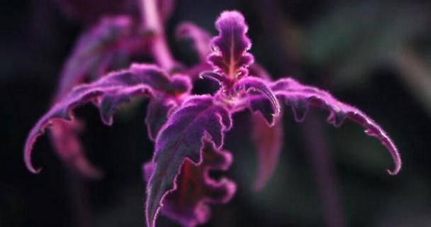 什么是紫鹅绒 什么是紫鹅绒被子