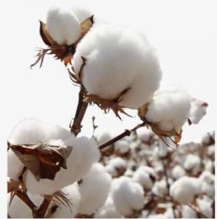 哈密所种的棉花叫什么（新疆哈密棉花具体产地在哪里）