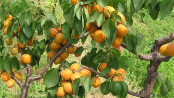 杏核能种出杏树吗 杏核能种出杏树吗图片