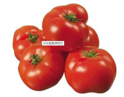 西红柿的行距和株距是多少（种西红柿的行距和株距是多少）