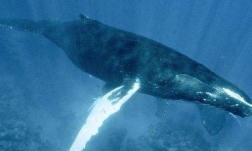 座头鲸的食性如何 座头鲸是肉食动物吗
