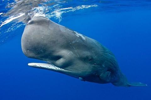 抹香鲸怎样进化 抹香鲸怎么繁衍
