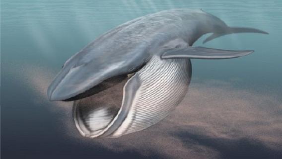 什么是长须鲸 长须鲸有多长