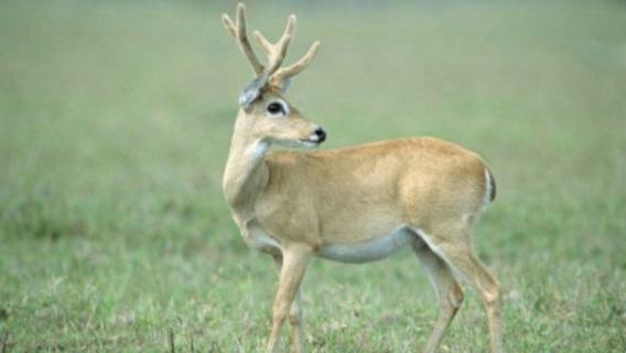什么是南美草原鹿 非洲草原鹿