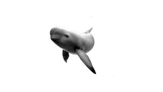 什么是长江江豚 什么是长江江豚的一种