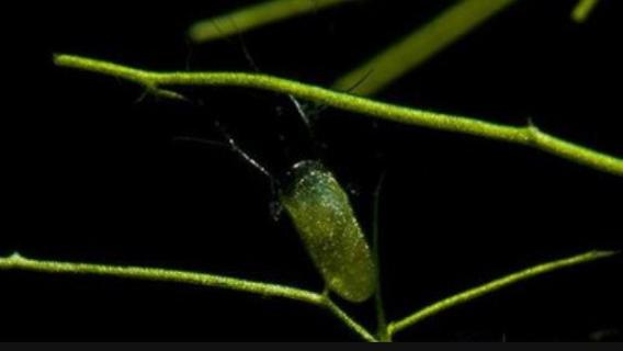 什么是丝叶狸藻 丝藻是什么样的
