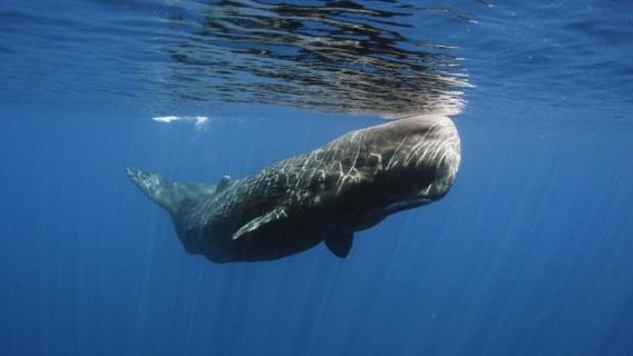 长须鲸尺寸多长 长须鲸有多长有几米有多重