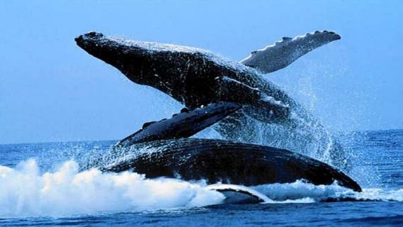长须鲸心脏在哪 长须鲸的须长在哪里