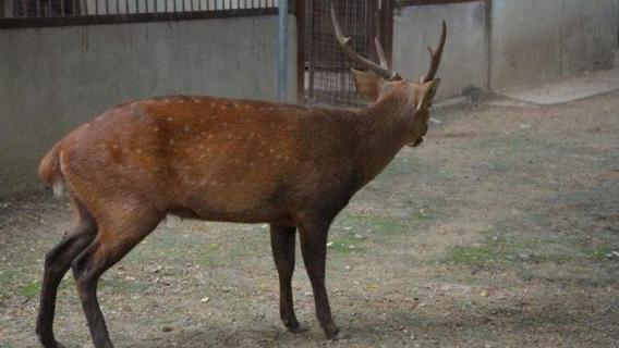 什么是豚鹿指名亚种 鹿豚是什么生物