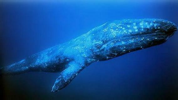 灰鲸的寿命多长 灰鲸的寿命多长时间