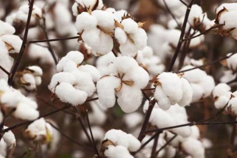 哈密的棉花叫什么 新疆哈密产棉花吗