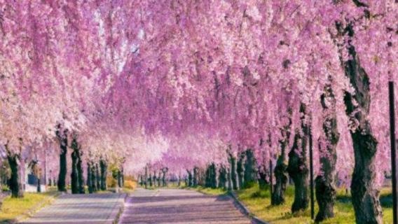 樱花的花季有多长 樱花花季多长时间