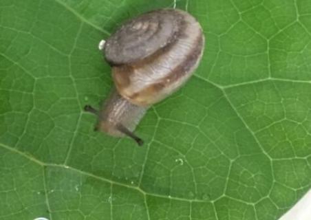 普通小蜗牛有寄生虫吗 普通的小蜗牛有寄生虫吗