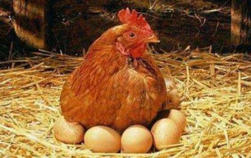 母鸡吃自己下的蛋怎么办 母鸡吃自己下的蛋怎么办视频