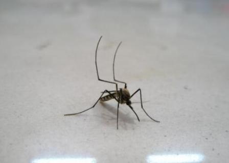 泰国蚊子多吗 泰国的蚊子有毒吗