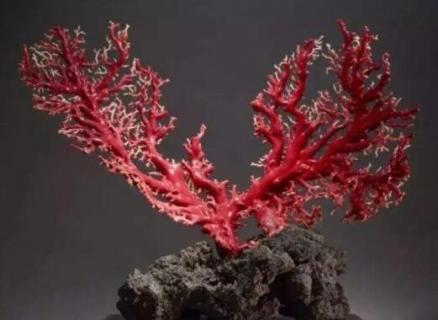 红珊瑚变白了如何恢复（红珊瑚变白了如何恢复正常）