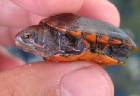 红面蛋龟可以深水养吗 红面蛋龟可以深水养吗养几条