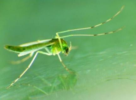 绿色蚊子是什么蚊子（绿色的蚊子是什么蚊）