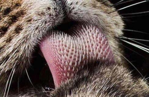 老虎的舌头有什么特点（老虎的舌头有什么特点和作用）