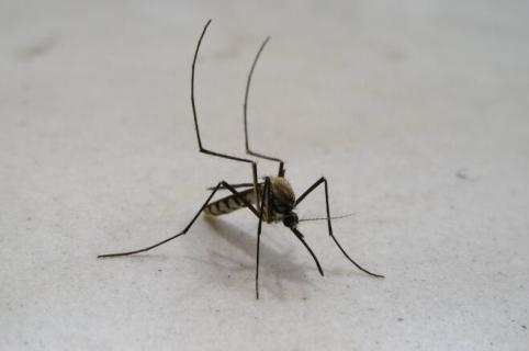 自制蚊子药的方法 怎样自制蚊子药