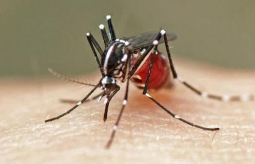 蚊子吸血是为了糖分吗（蚊子咬人和血液的糖分有关系吗）